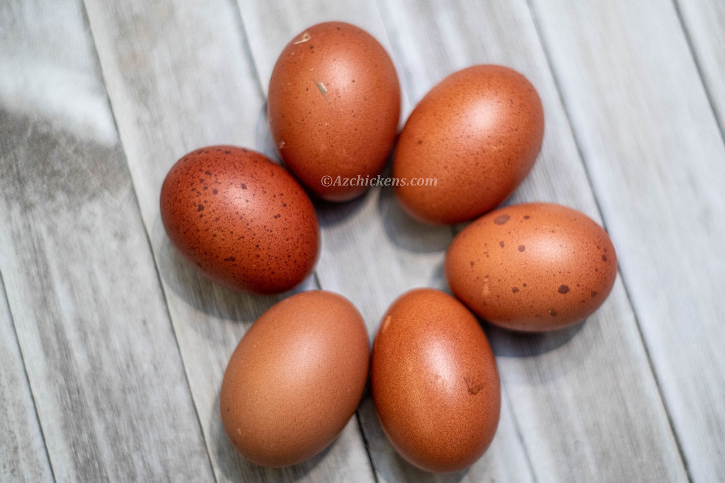 French Black Copper Marans hens, dark egg layers, 6-week-old pullets from Az Chickens
