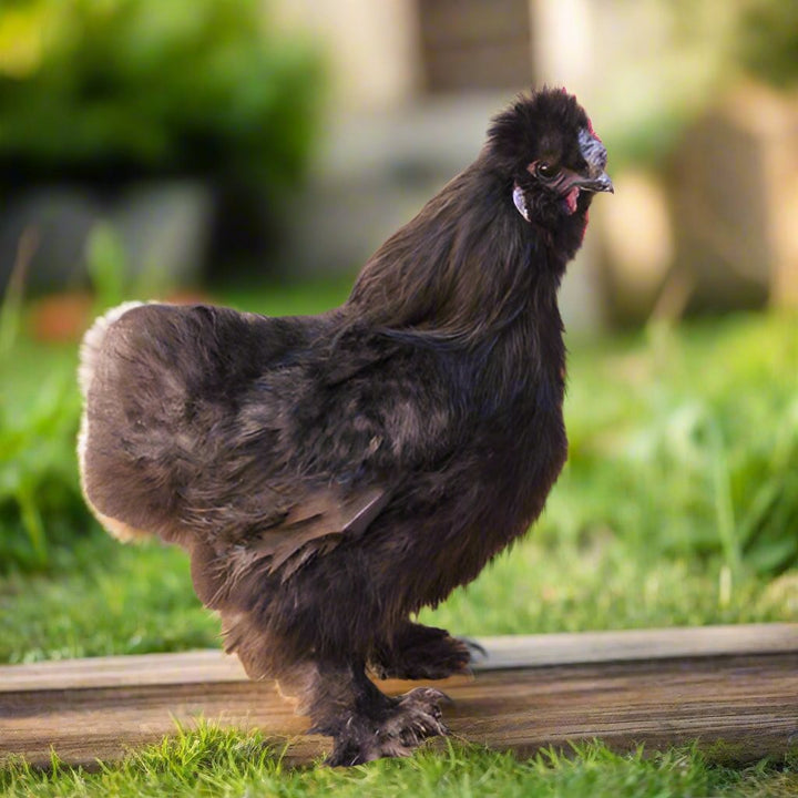 Polluelos de Silkie (sin sexar)