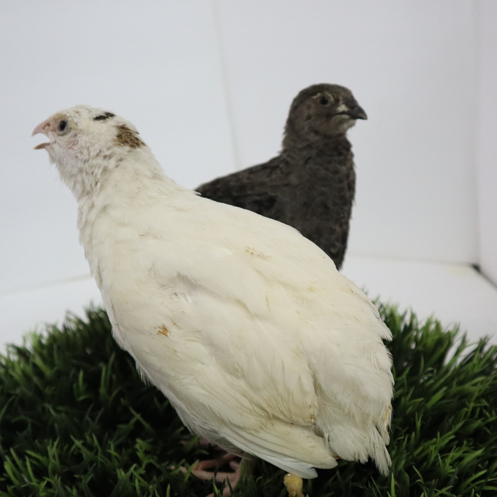 Premium Black White 50:50 mix coturnix quail hatching eggs by Quailz.com, available in 12, 20, or 42 count.