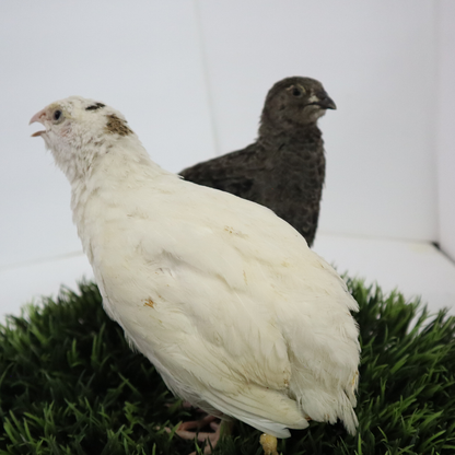 Black and White Edition Coturnix Quail Hatching Eggs