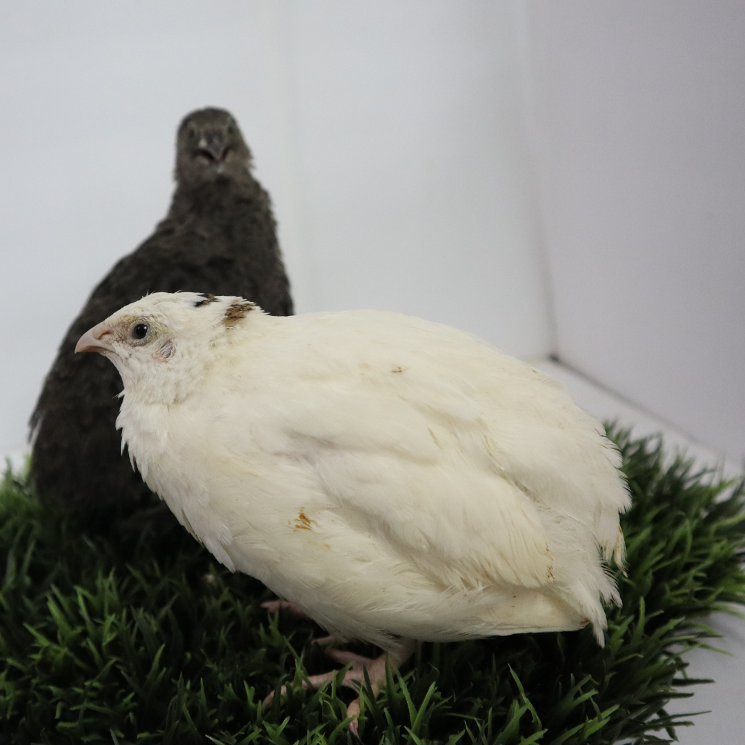 Fertile Jumbo Coturnix Quail Hatching Eggs - Pharaoh & Italian Mix