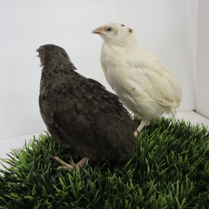 Black and White Edition Coturnix Quail Hatching Eggs