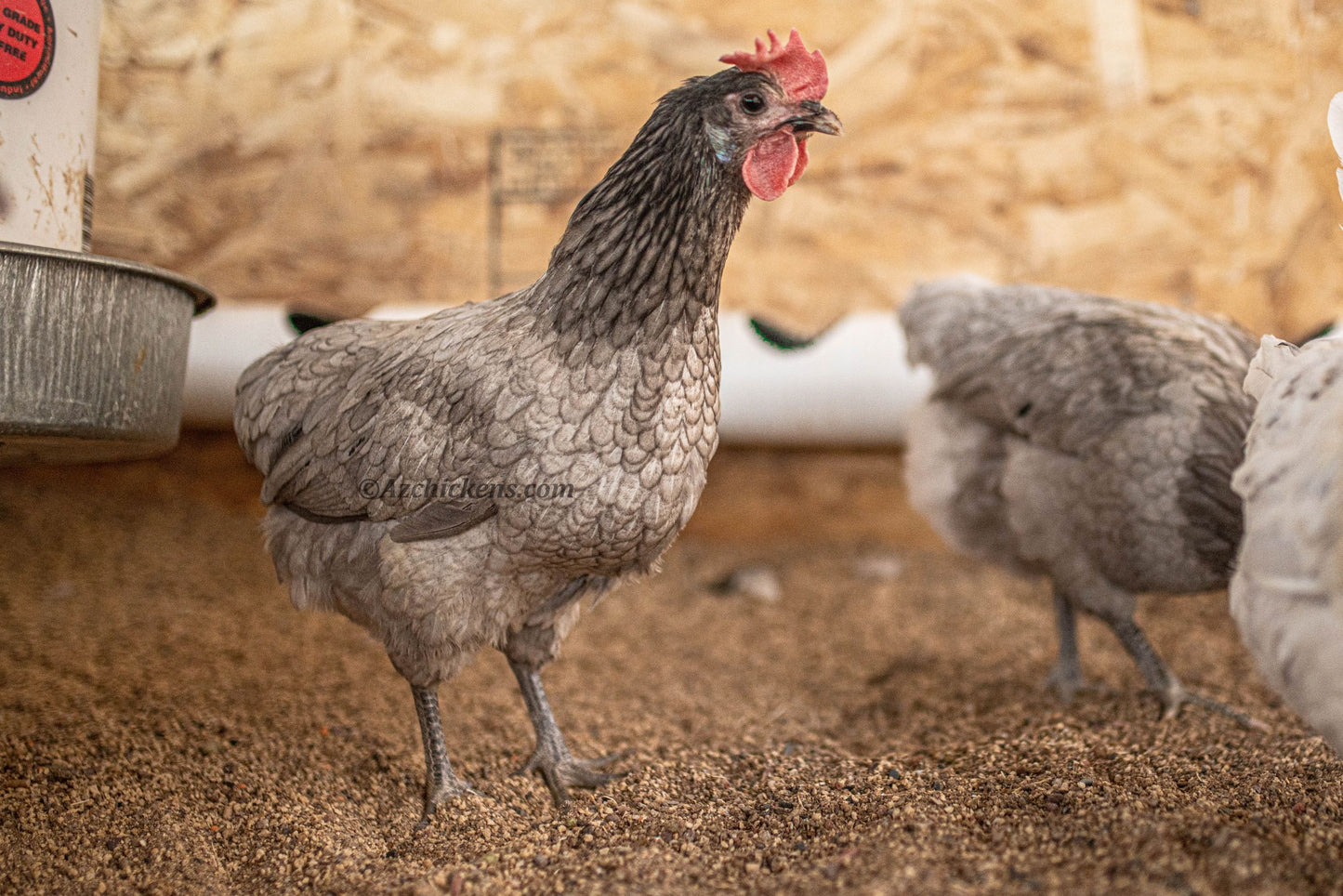 Assorted colors of Premium American Bresse hatching eggs from AmericanBresse.com, displayed in a carton.