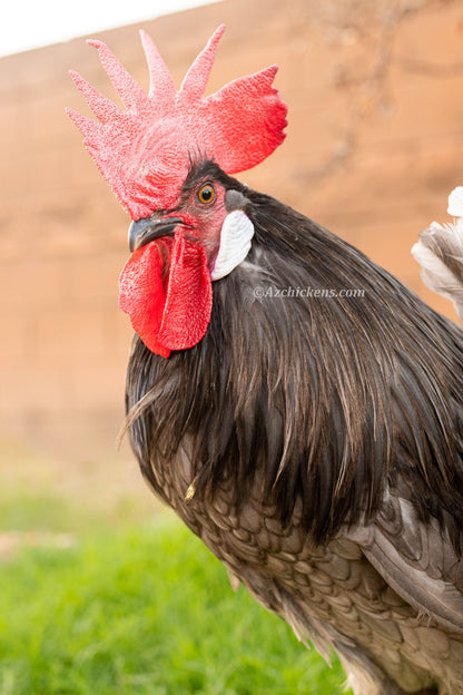 Premium Blue Bresse Hatching Eggs - Pure Bloodline French Chickens