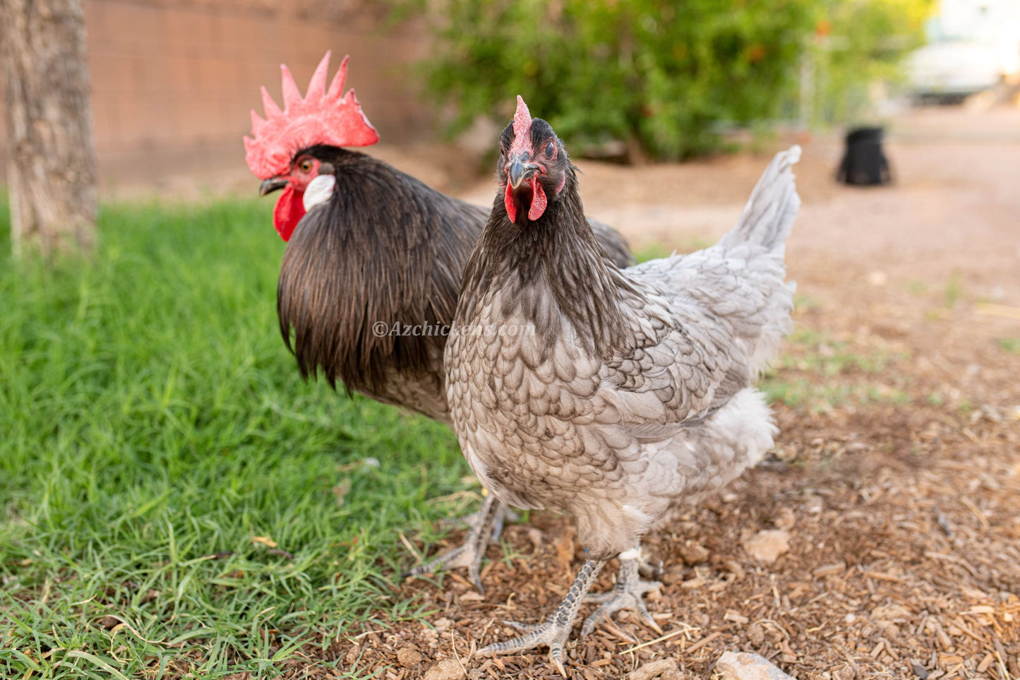 Premium blue Bresse hatching eggs from AmericanBresse.com, showcasing pure bloodline French chickens.
