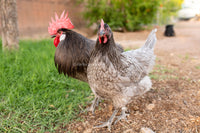 Premium blue Bresse hatching eggs from AmericanBresse.com, showcasing pure bloodline French chickens.