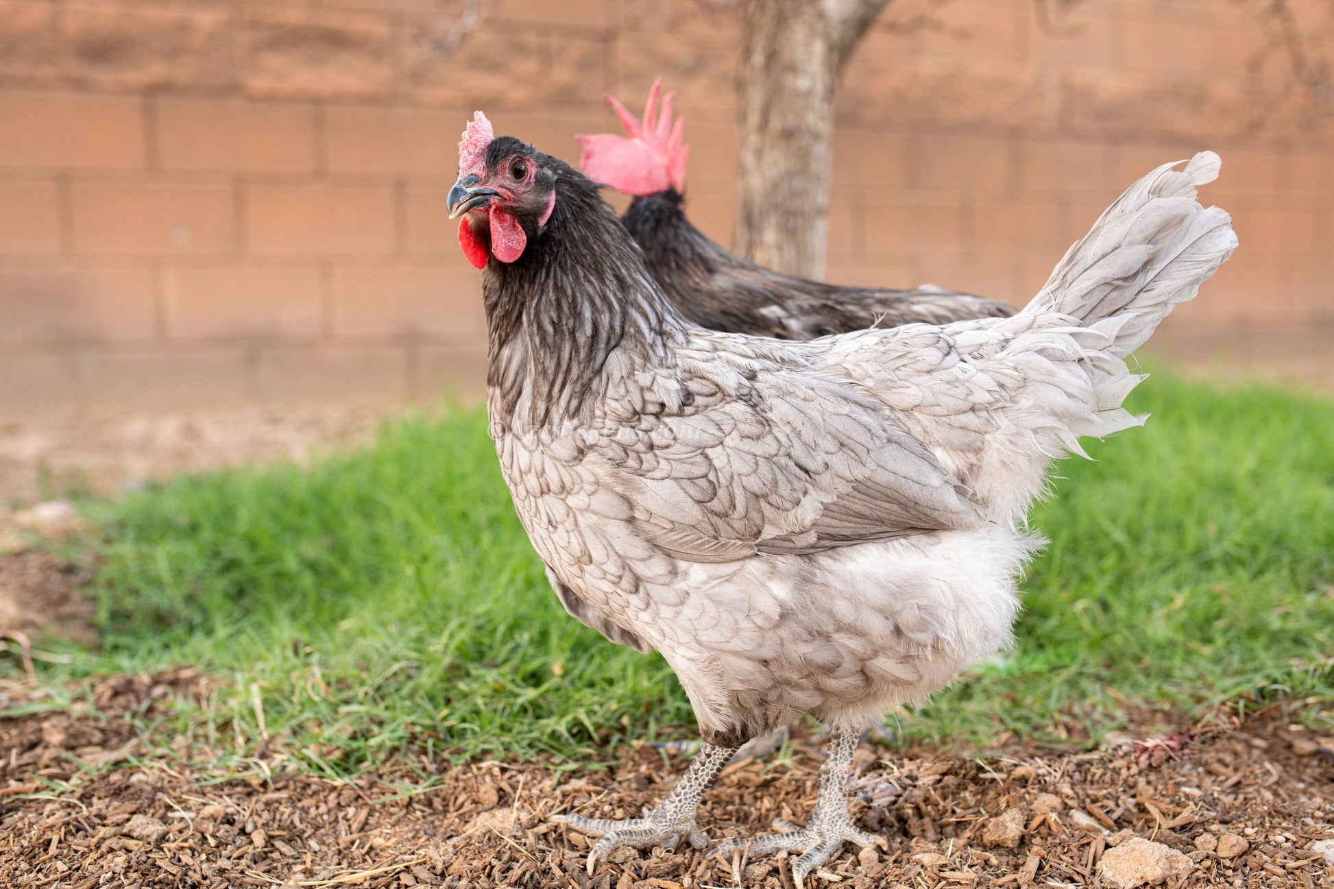 Unsexed Blue Bresse baby chicks from AmericanBresse.com, featuring soft blue feathers, ideal for backyard flocks.