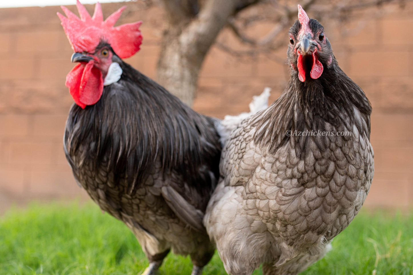 American Bresse baby chicks in assorted colors, showcasing their distinct feathers and vibrant combs in a grassy setting.