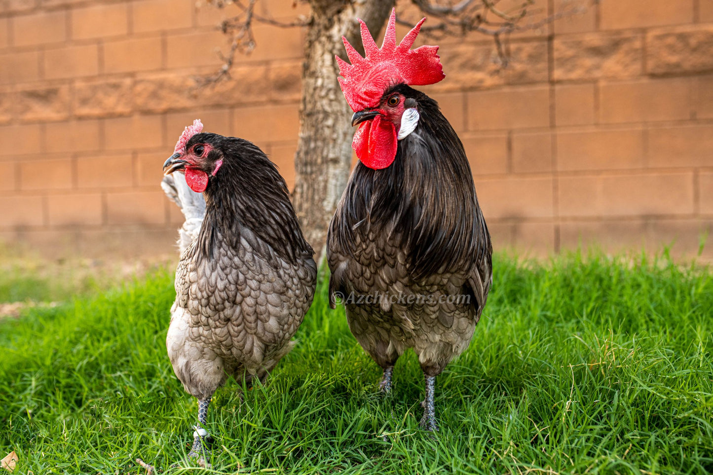 Blue Bresse chickens in a backyard setting, featuring blue feathers, by AmericanBresse.com.