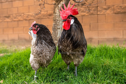 Blue Bresse chickens in a backyard setting, featuring blue feathers, by AmericanBresse.com.