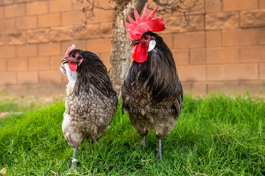 Blue Bresse chickens in a backyard setting, featuring blue feathers, by AmericanBresse.com.