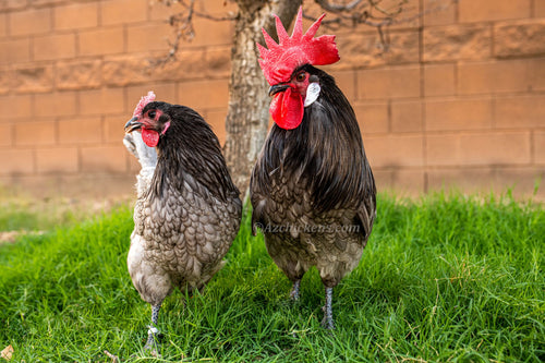 Unsexed Blue Bresse day-old chicks from AmericanBresse.com, featuring soft gray feathers and orange beaks.
