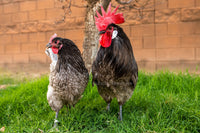 Blue Bresse chickens in a backyard setting, featuring blue feathers, by AmericanBresse.com.