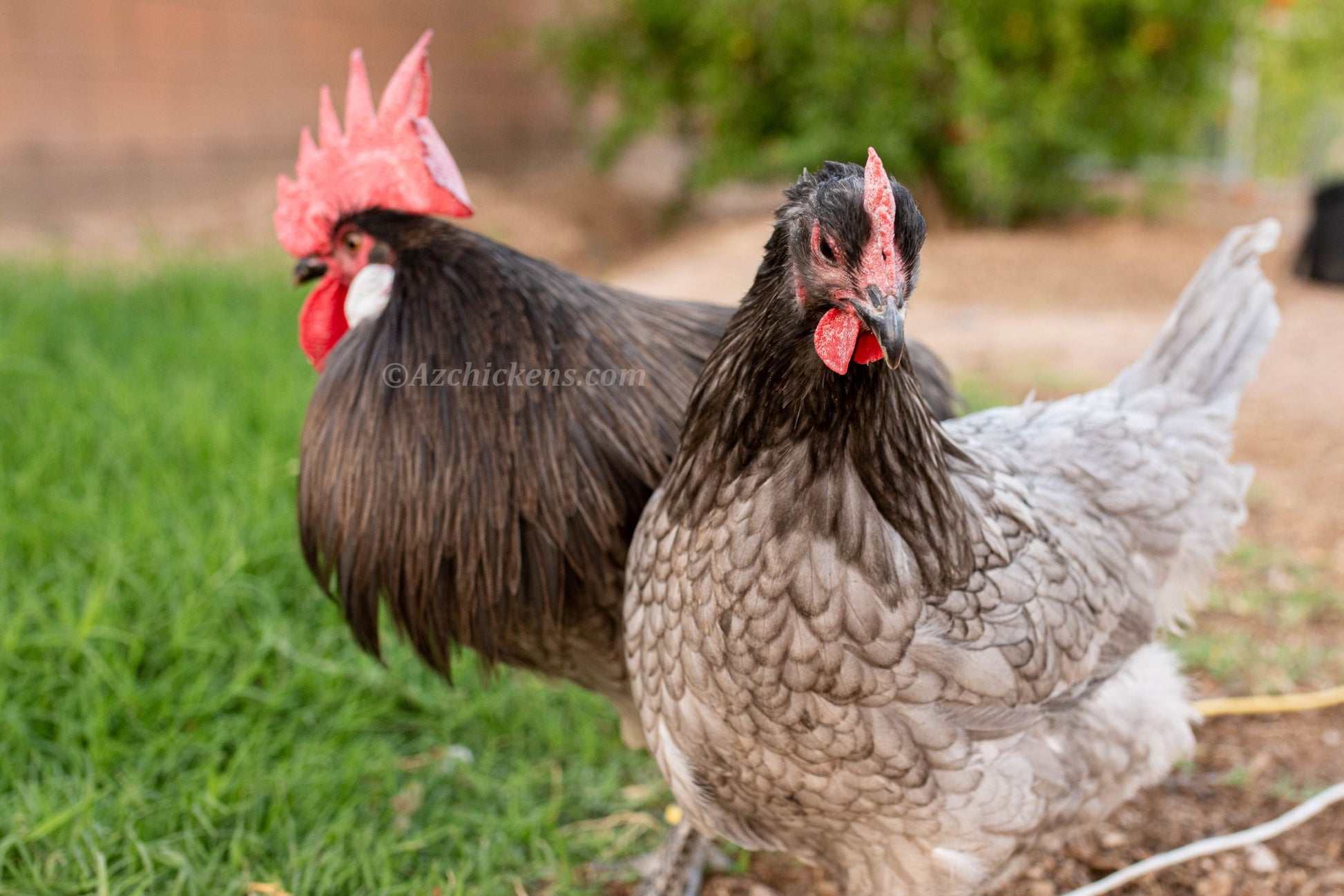 Blue Bresse day-old unsexed baby chicks from American Bresse, featuring soft blue feathers.