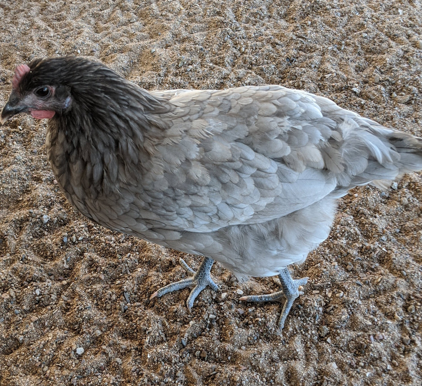 Half dozen premium Blue Bresse hatching eggs from AmericanBresse.com, featuring pure bloodline French chickens.