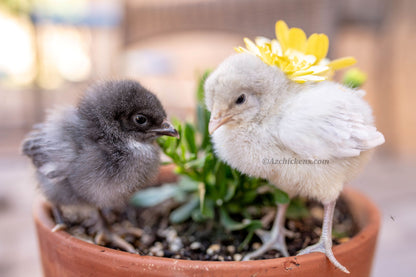 Premium American Bresse Hatching Eggs - Assorted Colors