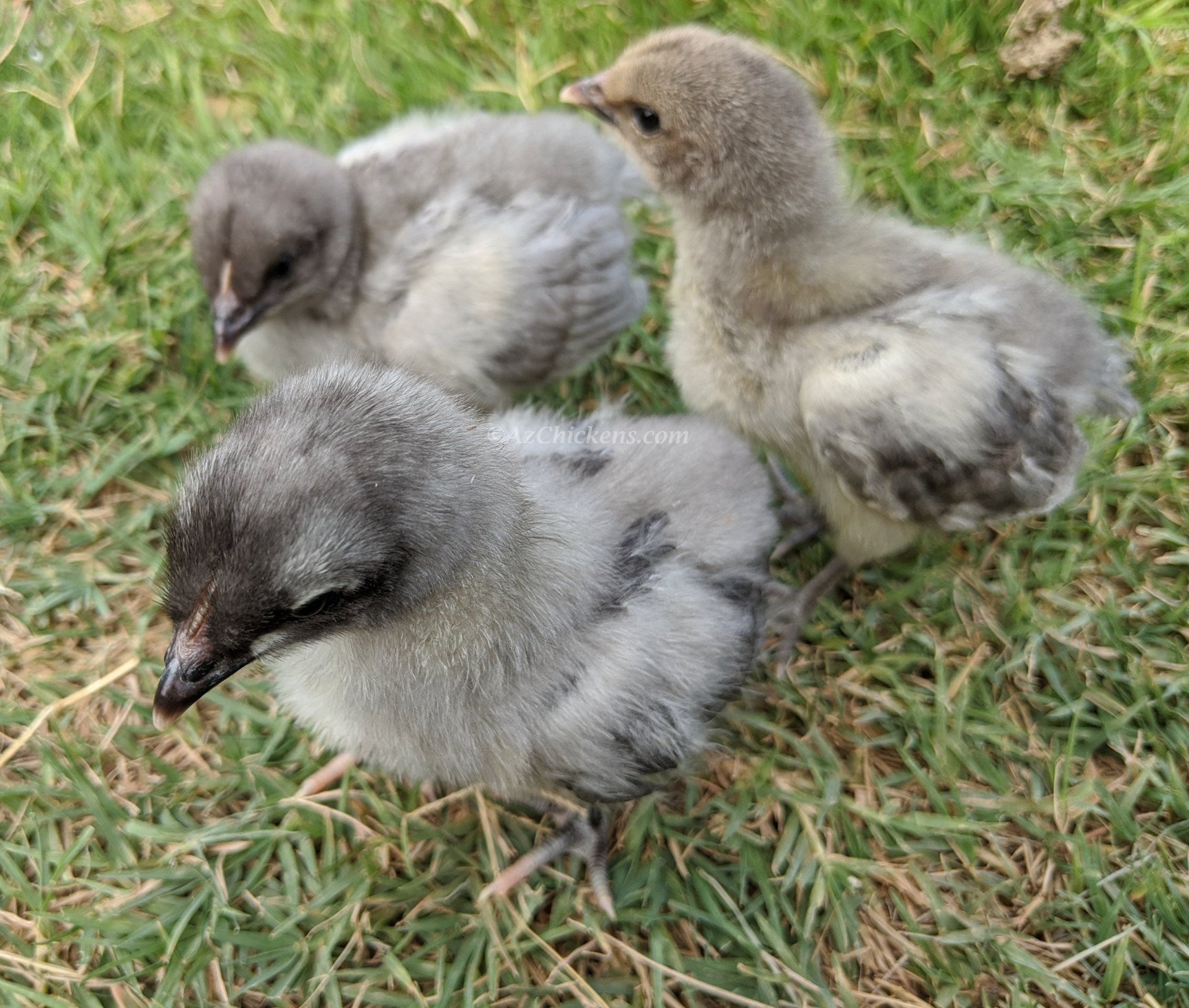 Blue Bresse Chicks