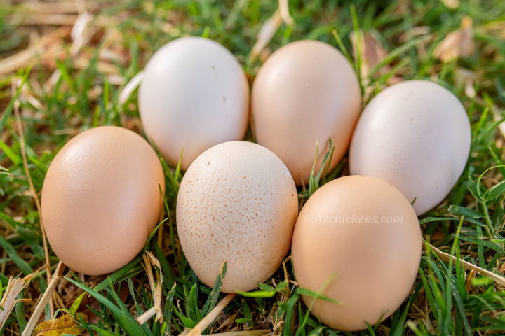 Black Bresse Hatching Eggs
