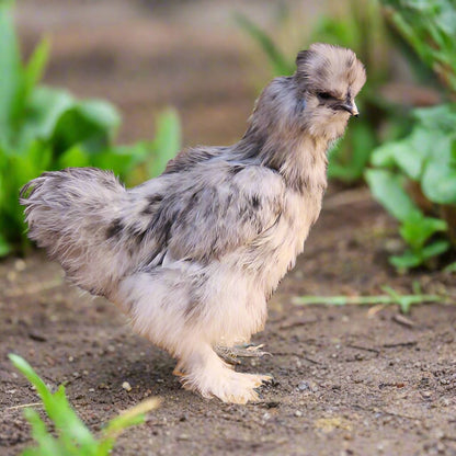 Silkie chick in mixed colors with fluffy feathers, part of Az Chickens' bonus deal for 9 unsexed chicks.