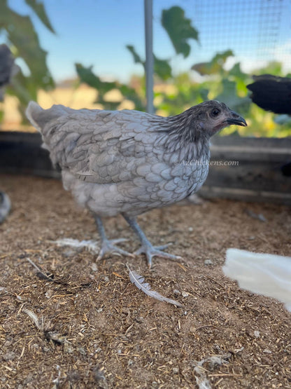 Heat-Hardy Laying Hens & Pullets - Arizona Local Pickup