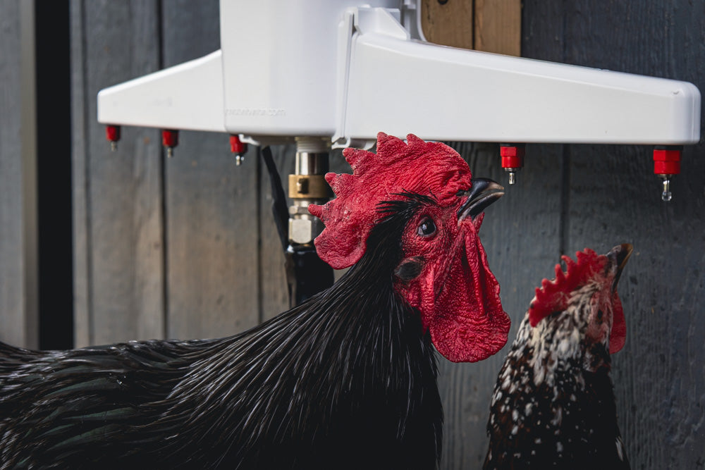 La fontaine à poulets™ Gen 2