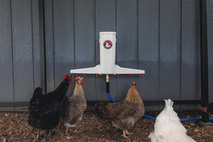 Automatic chicken waterer by The Chicken Fountain, featuring a wall-mounted design with multiple water outlets and blue tubi