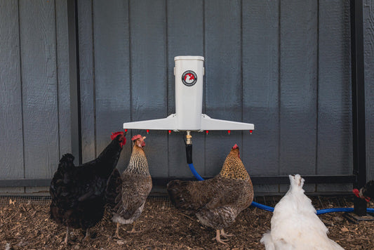 Automatic chicken waterer by The Chicken Fountain, featuring a wall-mounted design with multiple water outlets and blue tubi