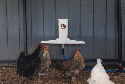 Automatic chicken waterer by The Chicken Fountain, featuring a wall-mounted design with multiple water outlets and blue tubi