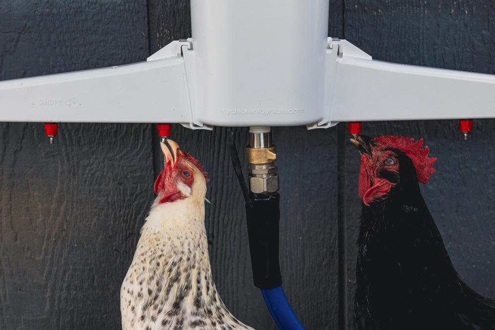 Automatic chicken waterer by The Chicken Fountain with two hens drinking from integrated nozzles.