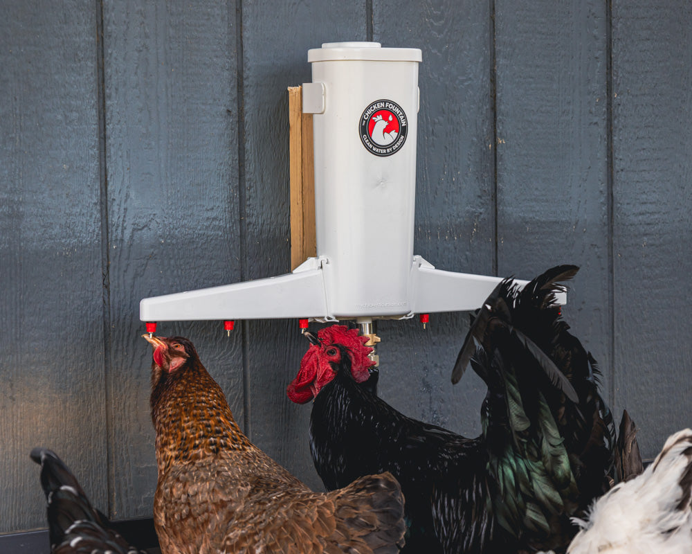Automatic chicken waterer by The Chicken Fountain, featuring a white design and three drinking stations for fresh water.