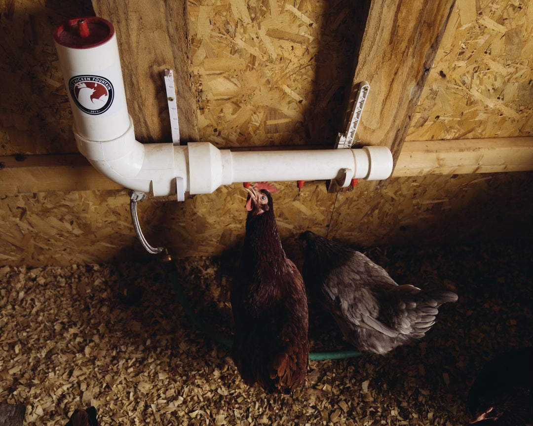 The Chicken Fountain™ Mini