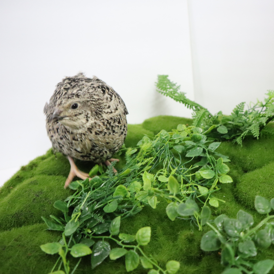 Fertile calico quail hatching eggs from Quailz.com, available in sets of 12 or 24.