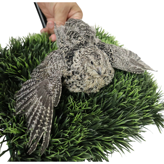 Fertile Calico Quail hatching eggs in a carton, 12-count from Quailz.com by Undique LLC