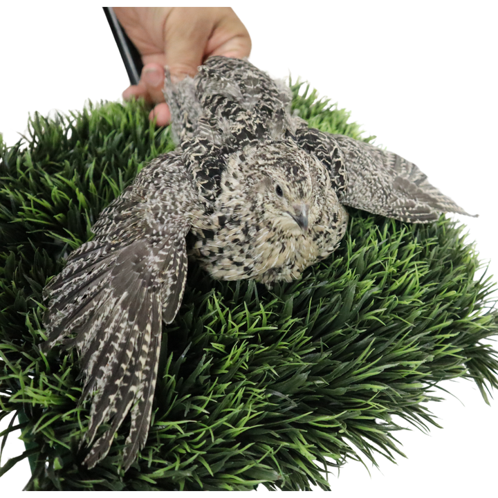 Fertile Calico Quail hatching eggs in a carton, 12-count from Quailz.com by Undique LLC