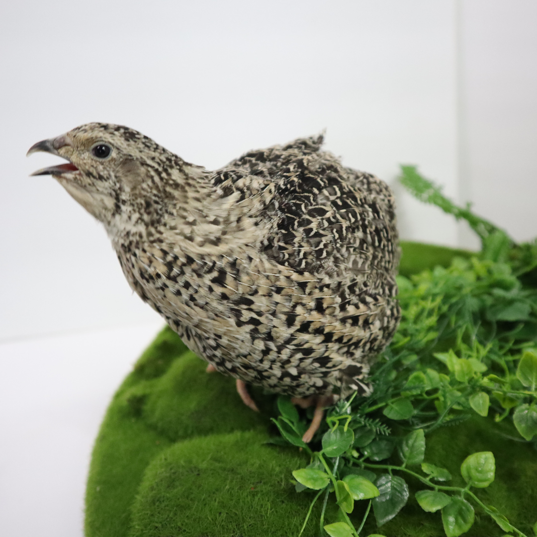 Fertile calico quail hatching eggs, available in packs of 12 and 24, by Quailz.com