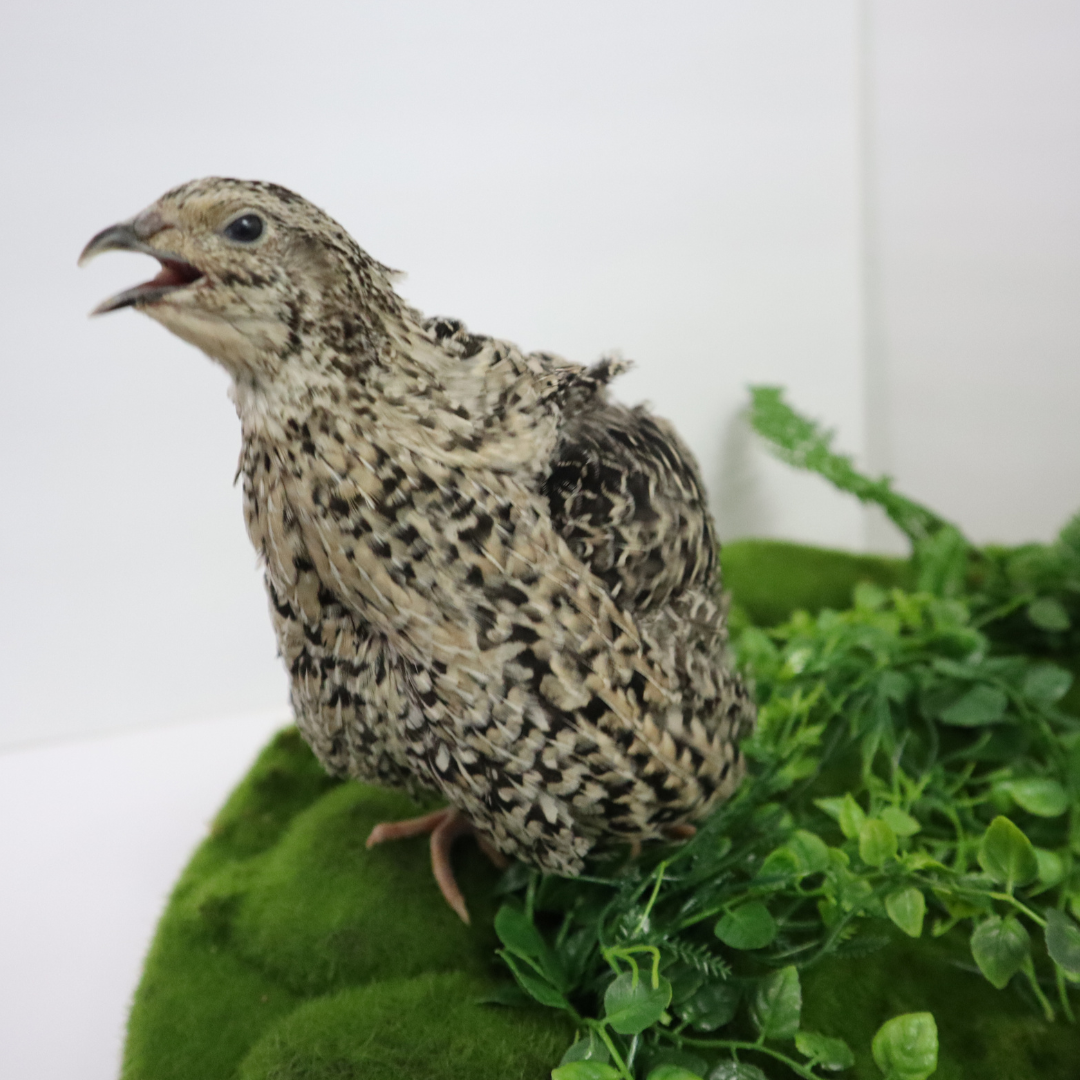 Calico Coturnix Quail Hatching Eggs – Speckled Beauty & Reliable Layers