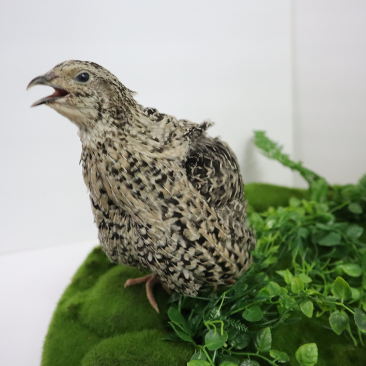 Calico Coturnix Quail Hatching Eggs – Speckled Beauty & Reliable Layers