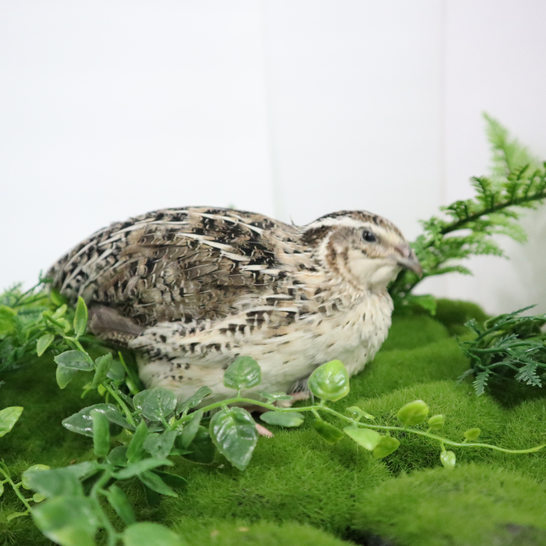 Calico quail hatching eggs in a natural speckled brown color by Quailz.com, available in counts of 12 or 24.