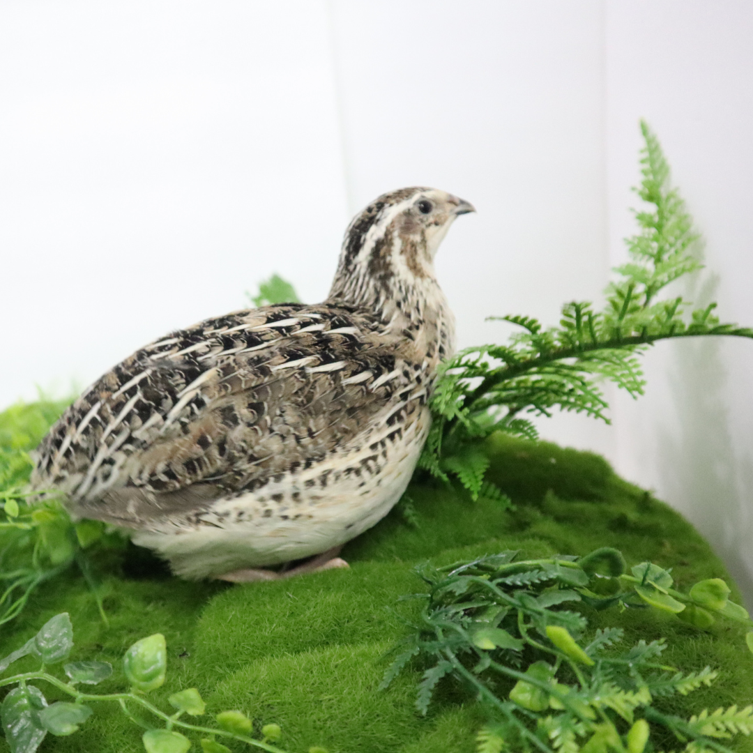 Fertile Calico Quail hatching eggs in a carton, available from Quailz.com by Undique LLC.