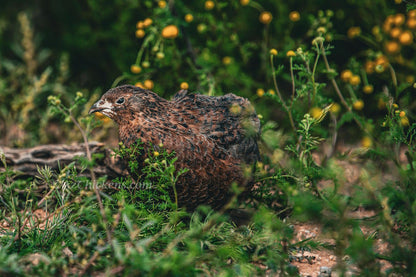 Celadon Quail Chicks - Blue Egg Laying Breed for Backyard Farms