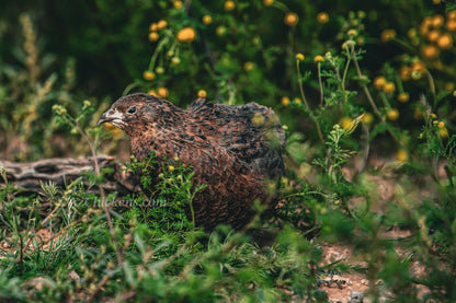 Cailles Céladon Adultes