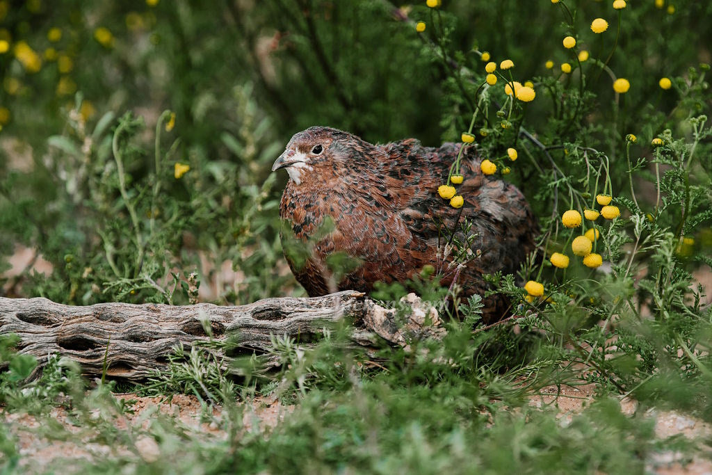 Blue Celadon Quail Hatching Eggs - 100% Blue Egg Layers