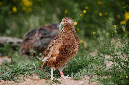 Blue Celadon Quail Hatching Eggs - 100% Blue Egg Layers