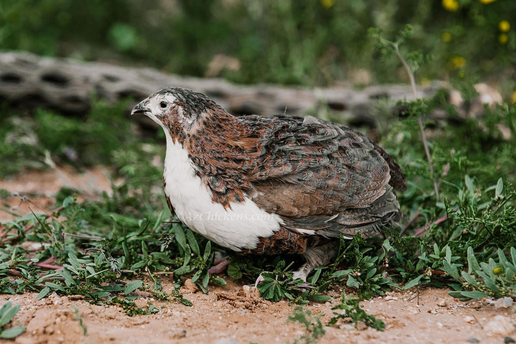 Adult Celadon quail in a natural setting, showcasing their blue egg-laying capabilities, by Az Chickens.