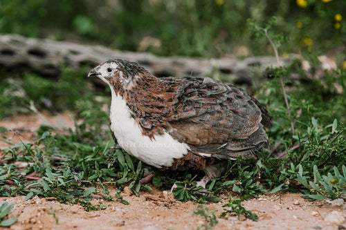 Adult Celadon quail in a natural setting, showcasing their blue egg-laying capabilities, by Az Chickens.