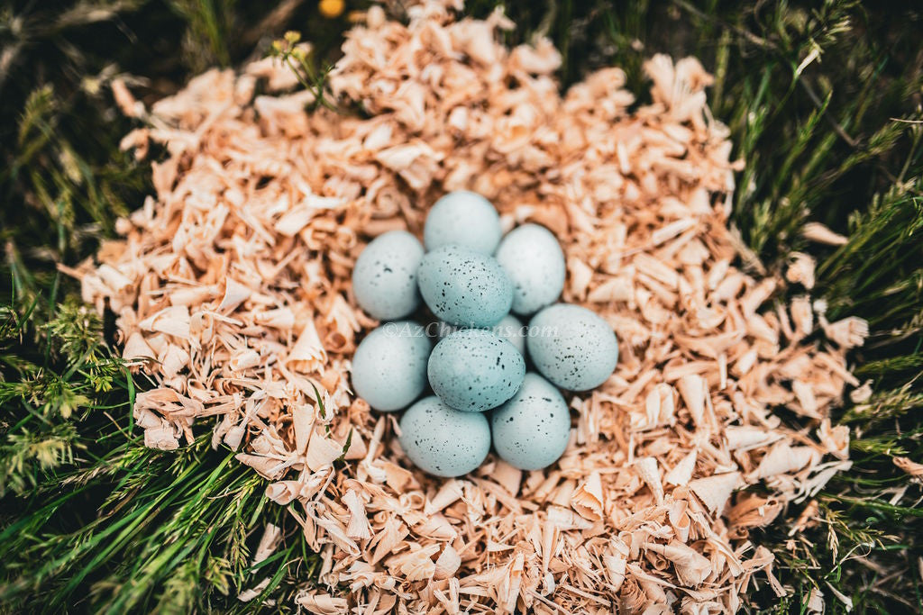Adult Celadon quail with blue eggs, ready to lay, from Az Chickens