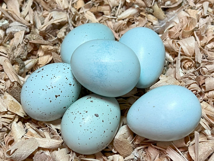 Celadon Quail Hatching Eggs
