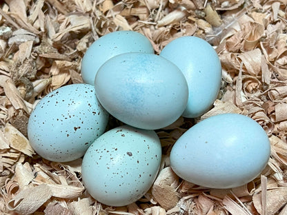 Blue Celadon Quail Hatching Eggs - 100% Blue Egg Layers
