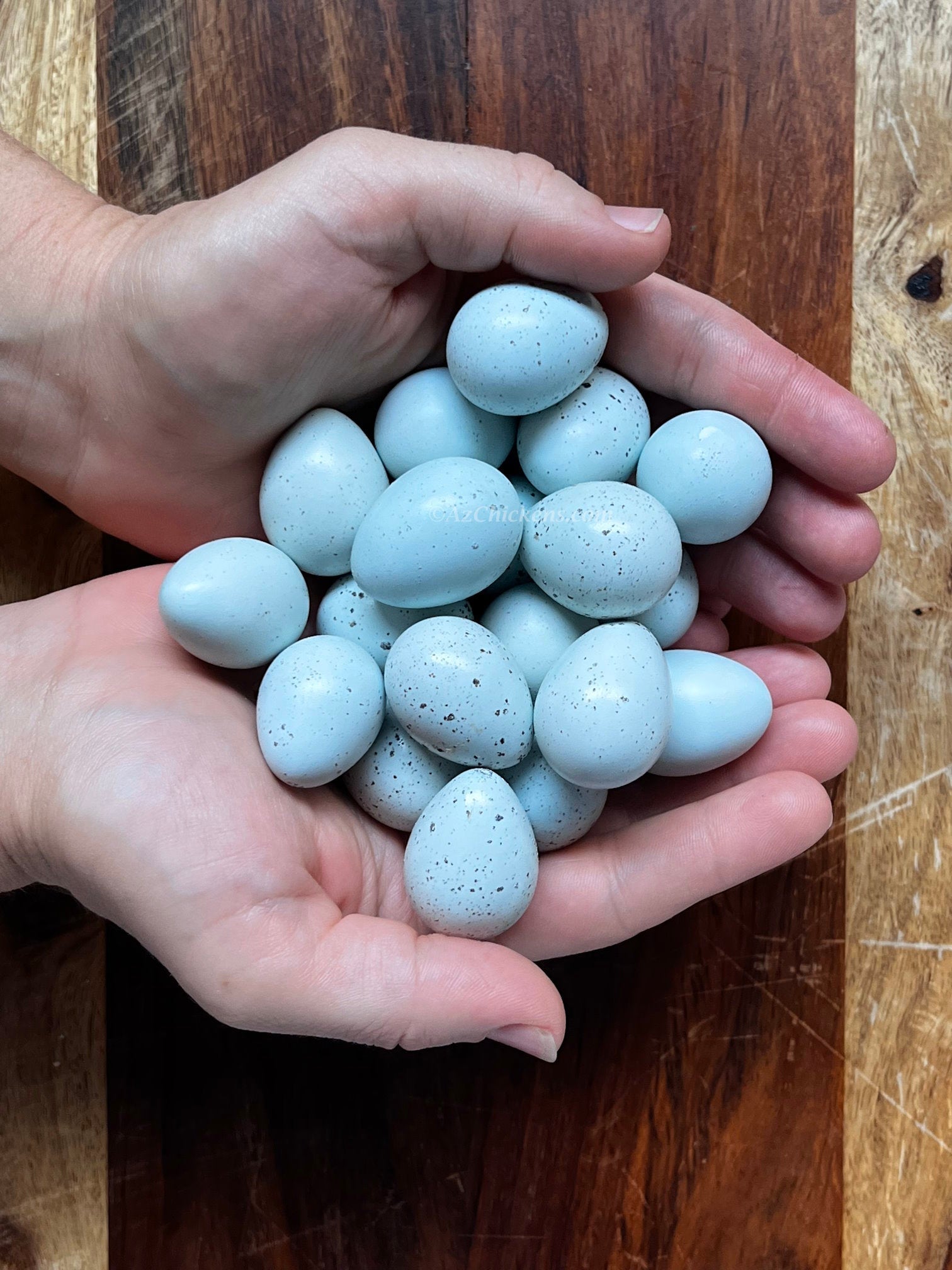 Adult Celadon quail with blue feathers, ready to lay blue eggs, from Az Chickens.