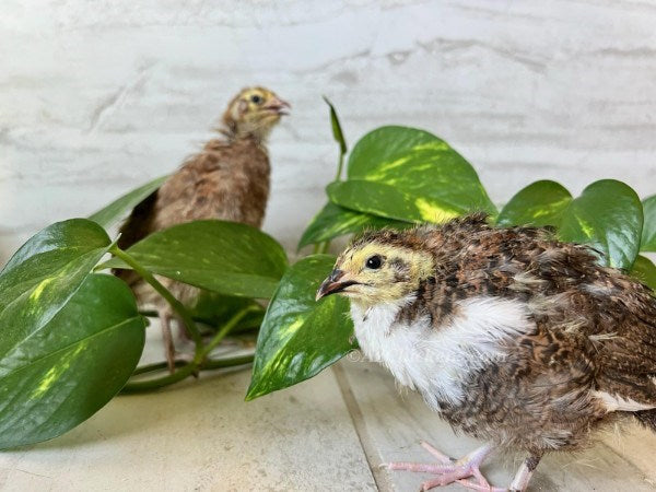 Celadon Quail Chicks - Blue Egg Laying Breed for Backyard Farms